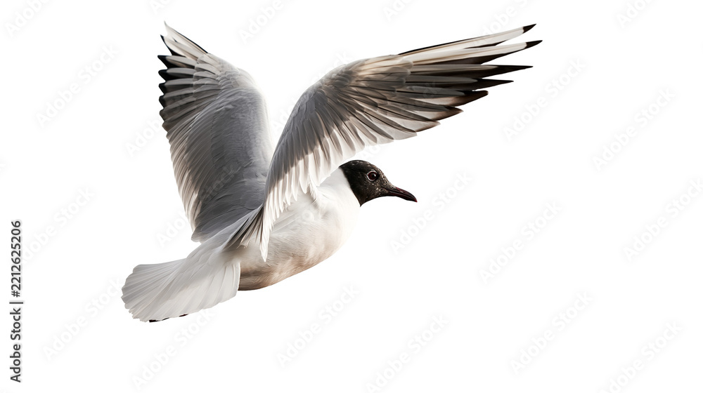 Obraz premium Black-headed gull in flight with wings spread wide
