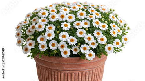 Potted Argyranthemum frutescens daisy bush with white petals and yellow centers
