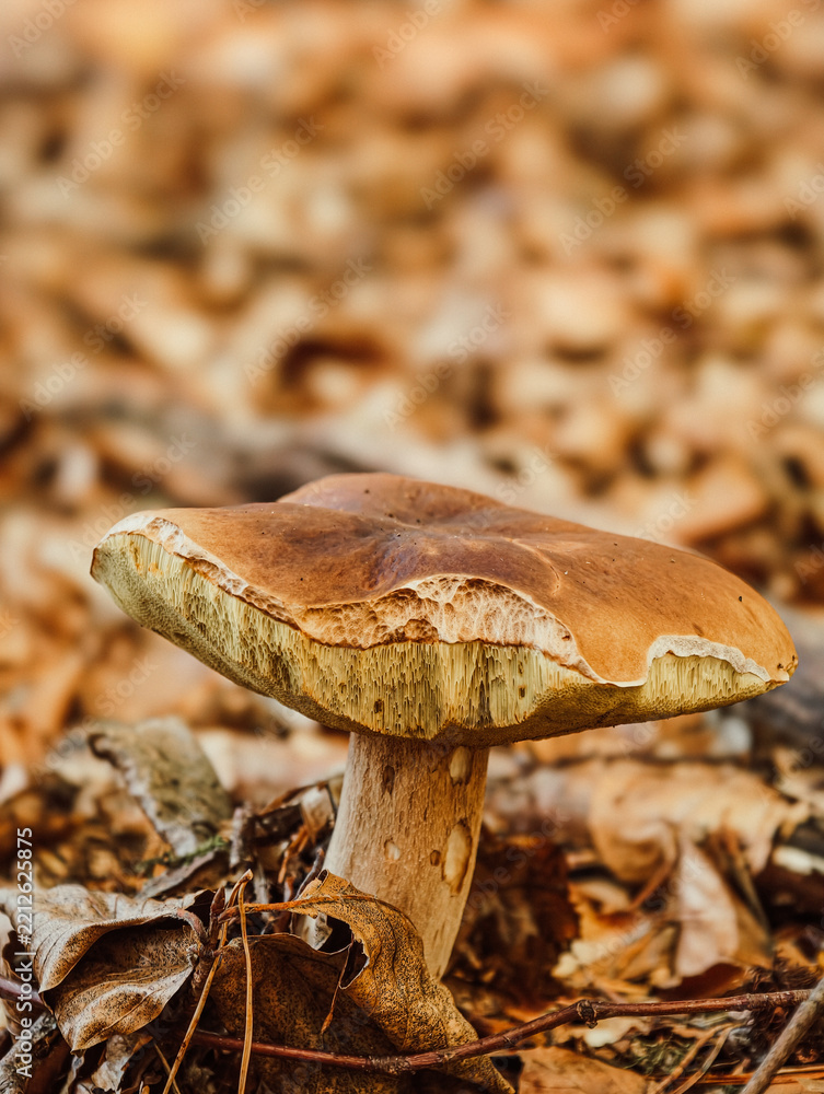 Fototapeta premium A brown mushroom stands on fallen leaves. It features a textured cap and stem, set in a forest floor.