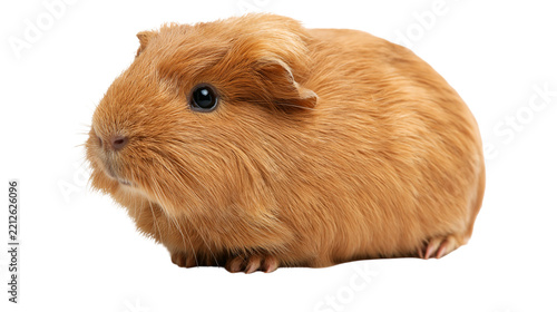 Ginger brown guinea pig with soft fur and dark eyes