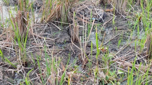 Background of young green rice shoots sprouting from harvested paddy stubble on cracked soil. Natural agricultural cultivation soil backdrop template with copy space for organic farming banner.