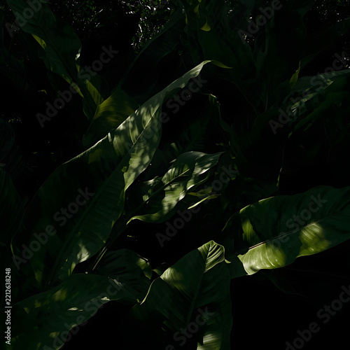 Close-Up View of Dense Dark Green Tropical Leaves and Lush Foliage Creating a Moody Botanical Forest Texture