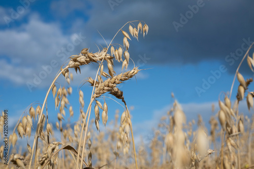 Golden oat stalks and ripening grain heads sway in sunlit field beneath a dramatic blue sky and clouds, conveying harvest, rural landscape, agriculture and natural abundance