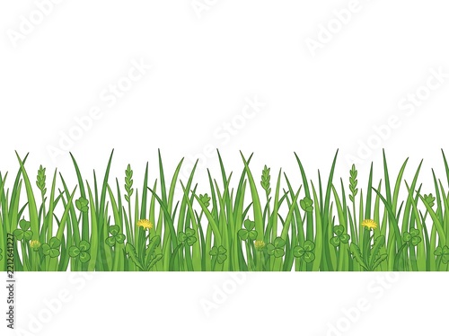 Green wheat field with ripe grain stalks
