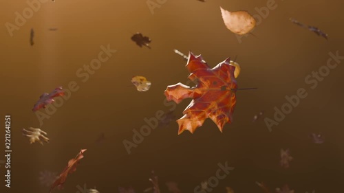Focusing camera settling curled maple leaf rotating at warm backdrop with soft beams