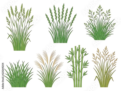 Six types of ornamental grasses in pots