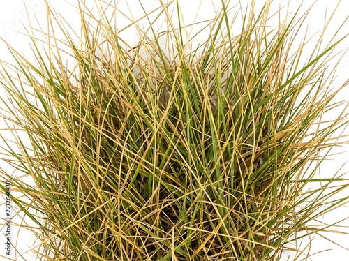 Close-up of dried ornamental grass in pot