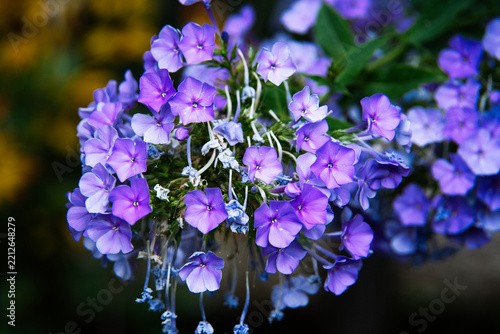 Spring Flowers in the Generalife Gardens of Alhambra