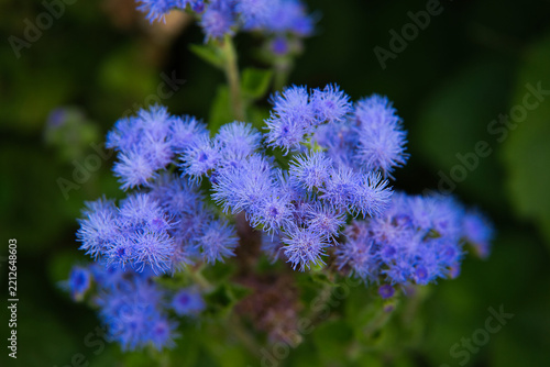 Spring Flowers in the Generalife Gardens of Alhambra