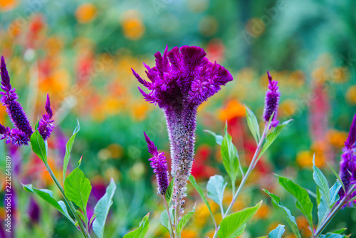 Spring Flowers in the Generalife Gardens of Alhambra