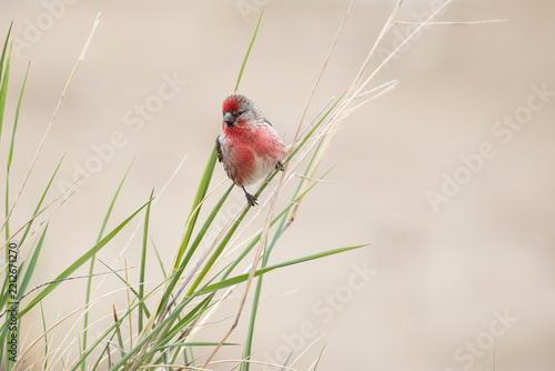 A male redpoll perched on the grass. Close-up.