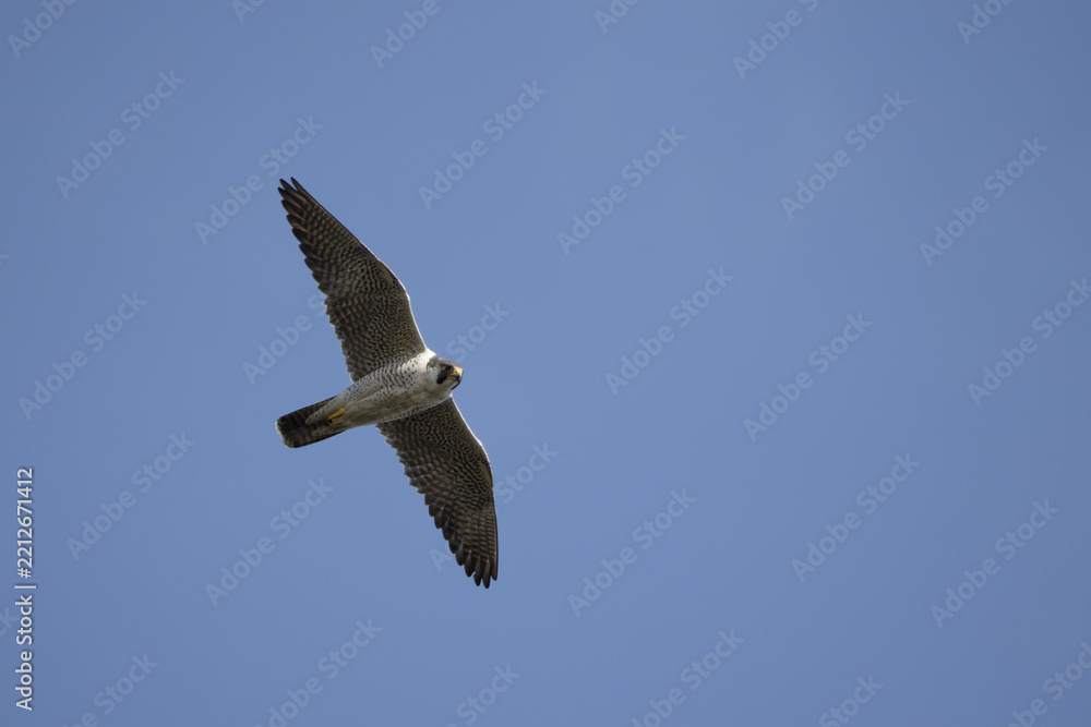 Obraz premium An adult peregrine falcon flies in the blue sky.