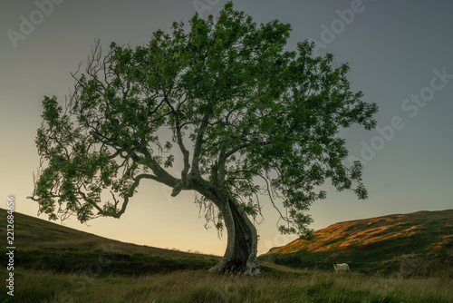 Lone tree known as the Frandy tree, Located in Perthshire Scotland.