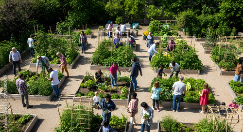 Diverse Group of People Gardening Together in a Sunny Community Vegetable Garden