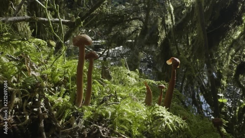Tall brown mushrooms growing on a moss covered forest floor with ferns in sunlight