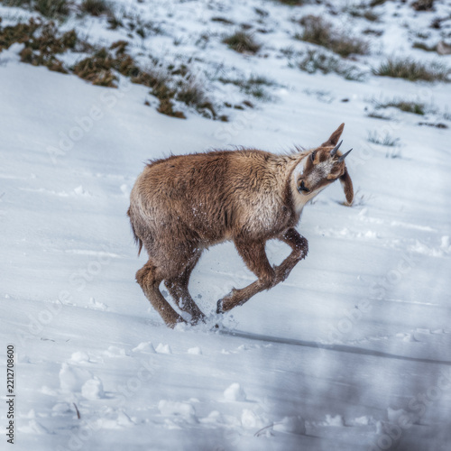 View of a chamois running through the snow on a mountain slope in Frontignano, Marche, Italy.