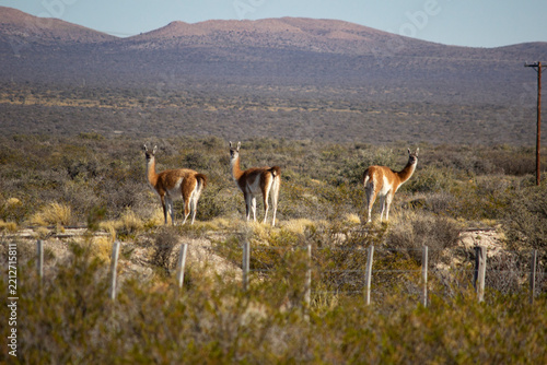 herd of deer