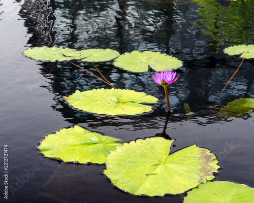 Obraz na plátně water lily in pond