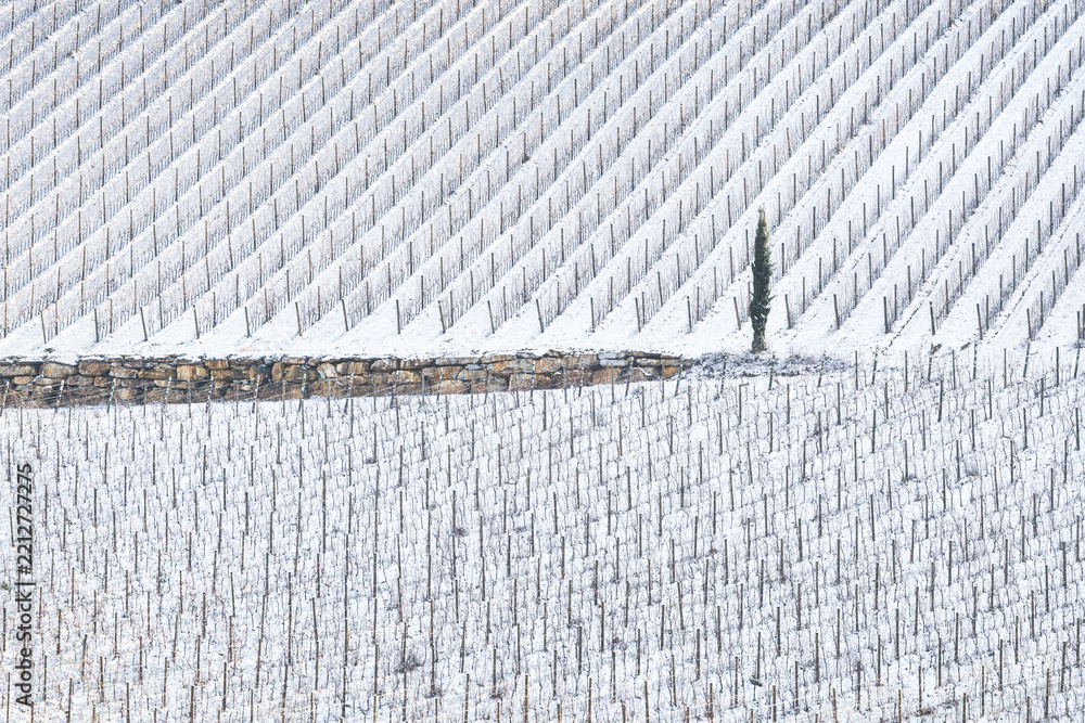 Obraz premium Snowy Vineyard and Cypress, Minimalist Landscape, Chianti