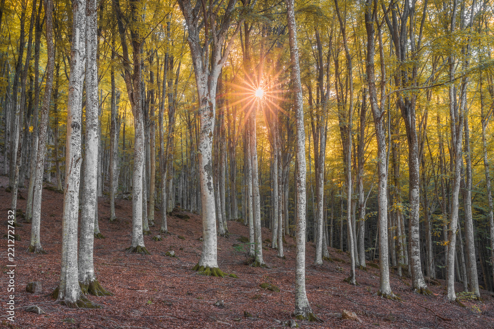 Obraz premium Autumn Beech Forest in Monte Amiata, Abbadia San Salvatore