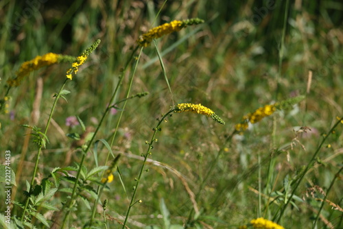 Obraz na plátně Common agrimony growing and flowering in a summer meadow
