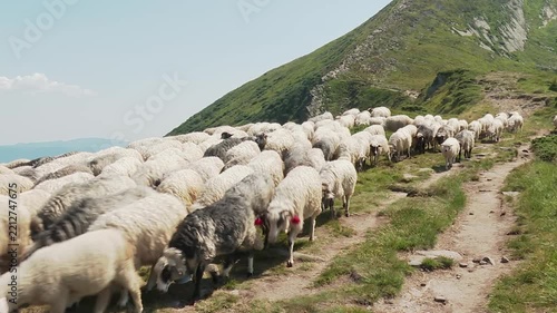 Flock of sheep moving along a dirt path on a mountain slope in the Carpathians
