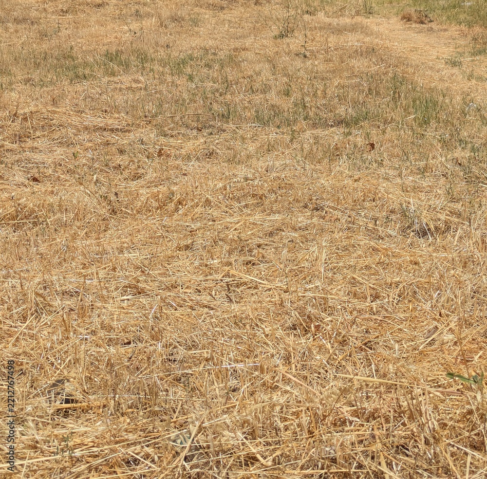 Fototapeta premium Fondo de campo seco con tallos de hierba o trigo de color amarillo 