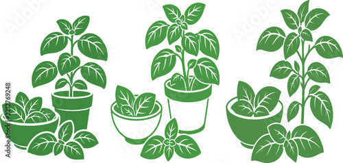 Green basil plant illustrations in pots and bowls for culinary design