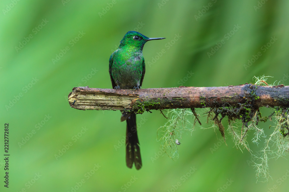 Fototapeta premium A stunning male Long-tailed Sylph hummingbird (Aglaiocercus kingi) with brilliant emerald-green and blue plumage and long trailing tail feathers perched on a mossy branch in the cloud forest of Ecuado