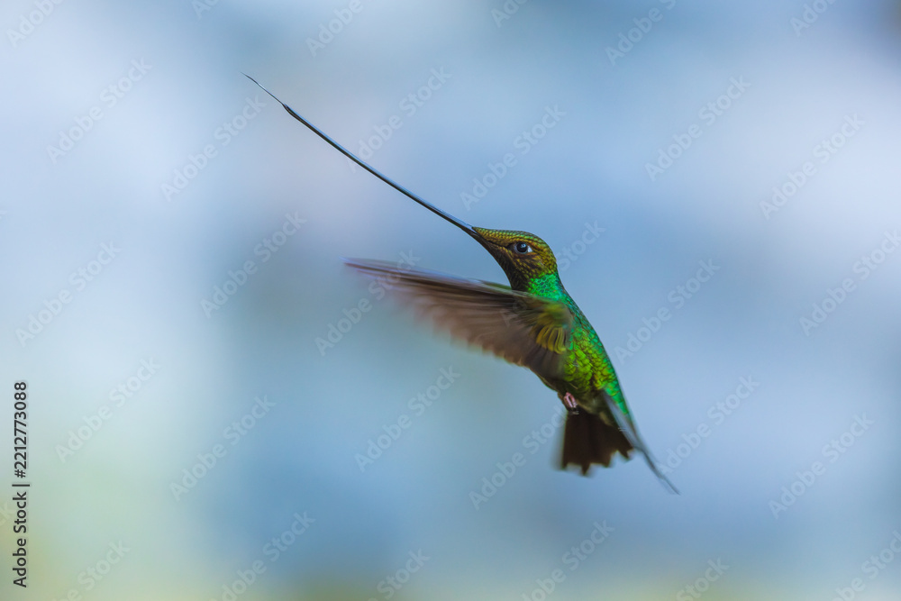 Fototapeta premium A Sword-billed Hummingbird (Ensifera ensifera) captured in mid-flight with its exceptionally long bill against a soft background in the cloud forest of Ecuador.