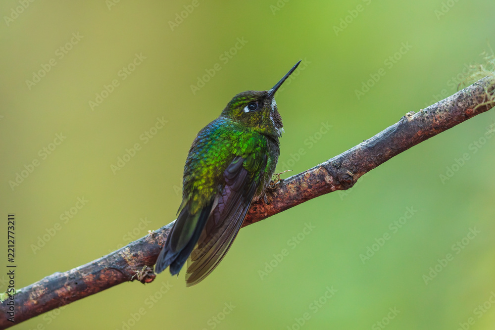 Fototapeta premium A stunning Tourmaline Sunangel hummingbird (Heliangelus exortis) perched on a lichen-covered branch against a soft green background in the cloud forest of Ecuador.