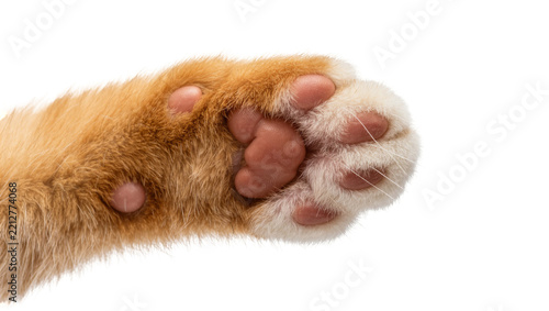 Ginger cat paw pads with soft fur, isolated on transparent background