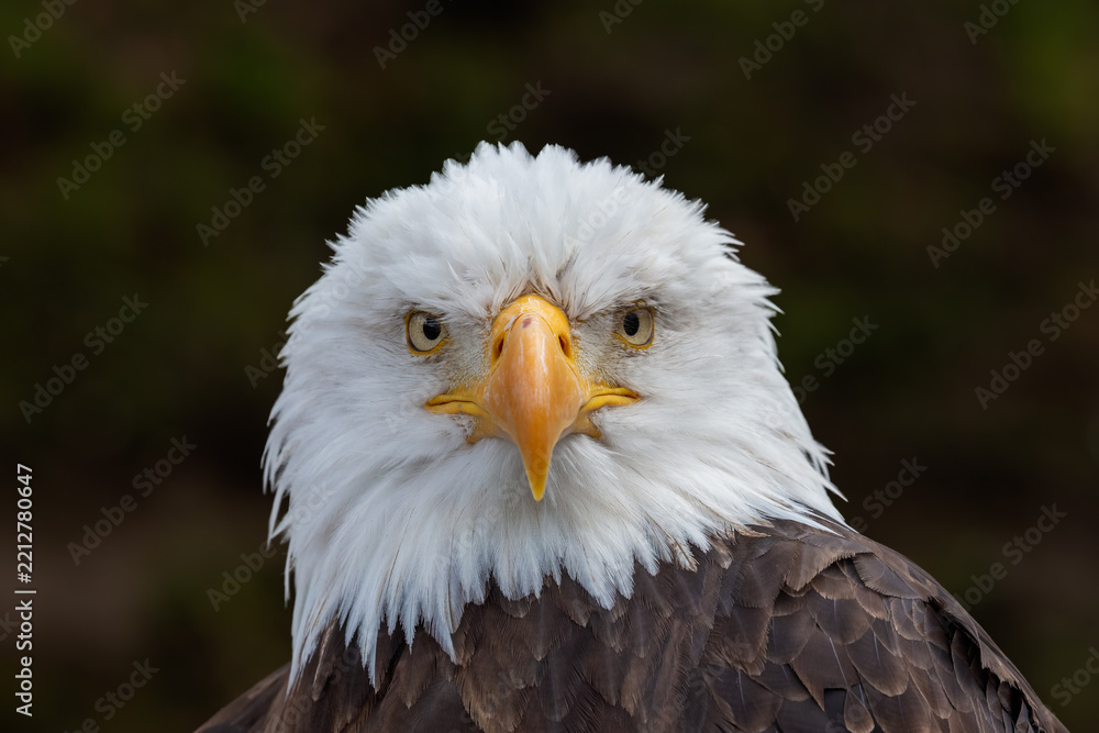 Obraz premium Close-up profile portrait of a Bald Eagle (Haliaeetus leucocephalus) showcasing its iconic white head and sharp yellow beak against a dark background.