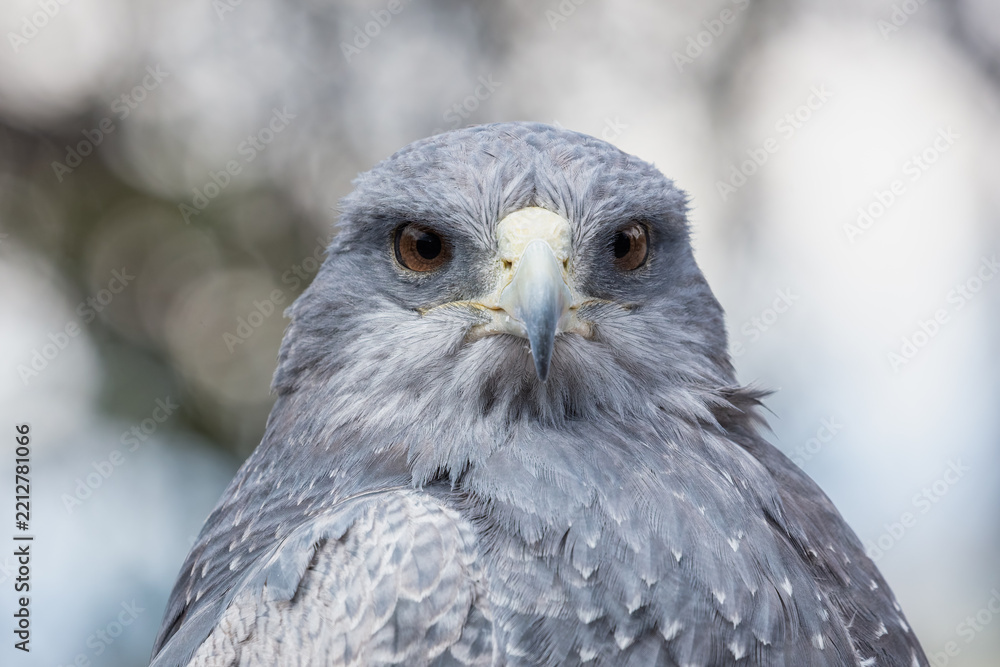 Obraz premium Close-up profile portrait of a Black-chested Buzzard-Eagle (Geranoaetus melanoleucus) showcasing its detailed grey plumage and powerful hooked beak.