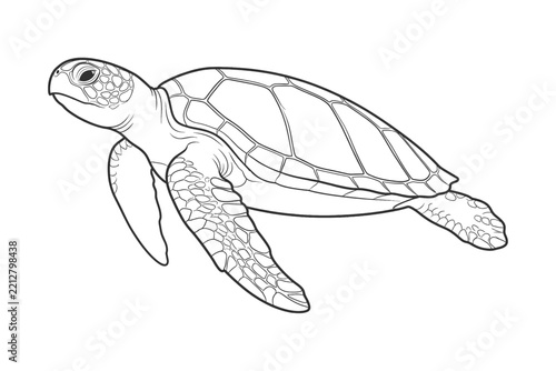 Sea turtle outline for ocean conservation education
