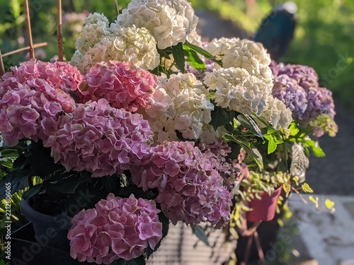 Beautiful pink and white hydrangea flowers blooming in garden containers