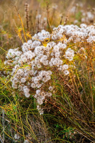 Wildflowers in field