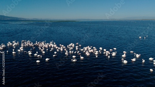 Aerial view of greater flamingos in Gediz Delta having breakfast, Aegean Sea, Izmir, Türkiye	
