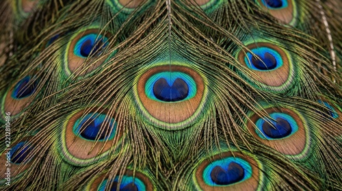 Vibrant peacock feather pattern, close-up of iridescent plumage texture, exotic bird background with natural eye motifs and colorful animal print