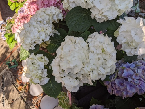 Close-up of white hydrangea macrophylla blossoms with pink and purple flowers nearby