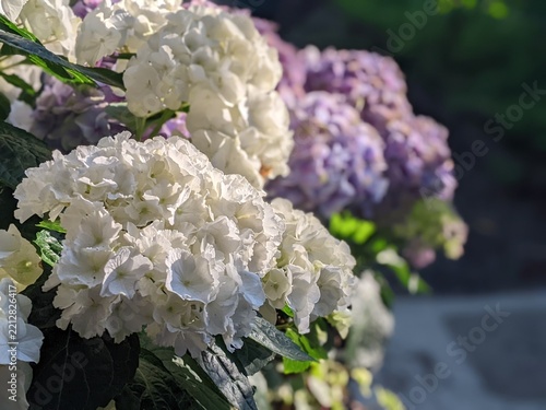 Close-up of white hydrangea macrophylla blossoms with pink and purple flowers nearby
