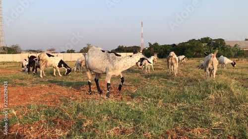 A goat is eating grass.