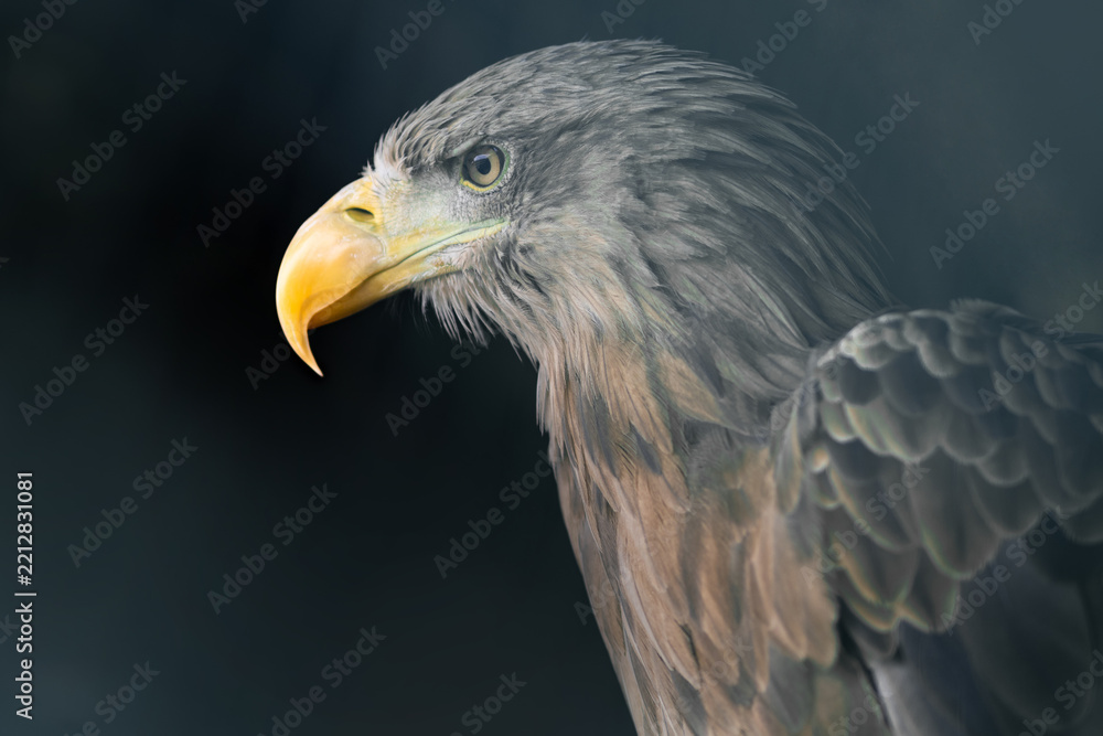 Obraz premium Majestic sea eagle on dark background, dramatic low key portrait of a bird of prey