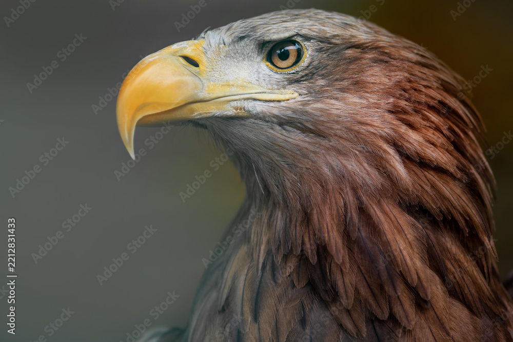 Obraz premium White-tailed eagle in close-up, wildlife conservation and bird protection concept