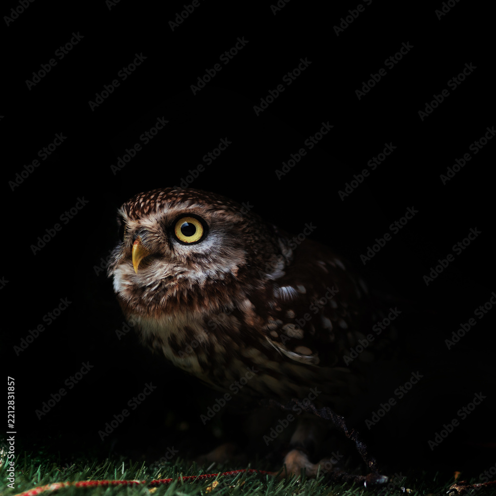 Obraz premium Little owl looking up in darkness, small bird with yellow eyes on black background, square
