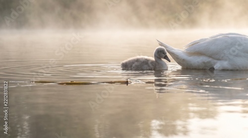 Cygnet swimming with its mother