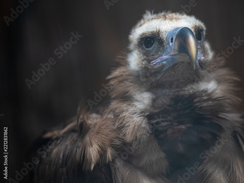 Fotografie Fluffy cinereous vulture looking at camera, grumpy scavenger bird with blue face