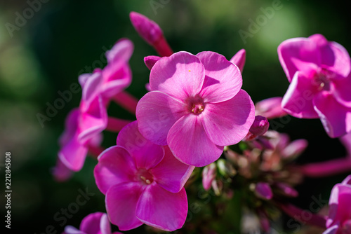 Close-up of pink phlox flower on dark blurred green background, nature and botanical garden concept