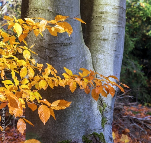 A tree trunk and beech branches with autumn leaves