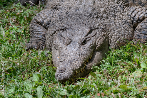 Close-up of an American crocodile (Crocodylus acutus) basking in the sun, Indonesia